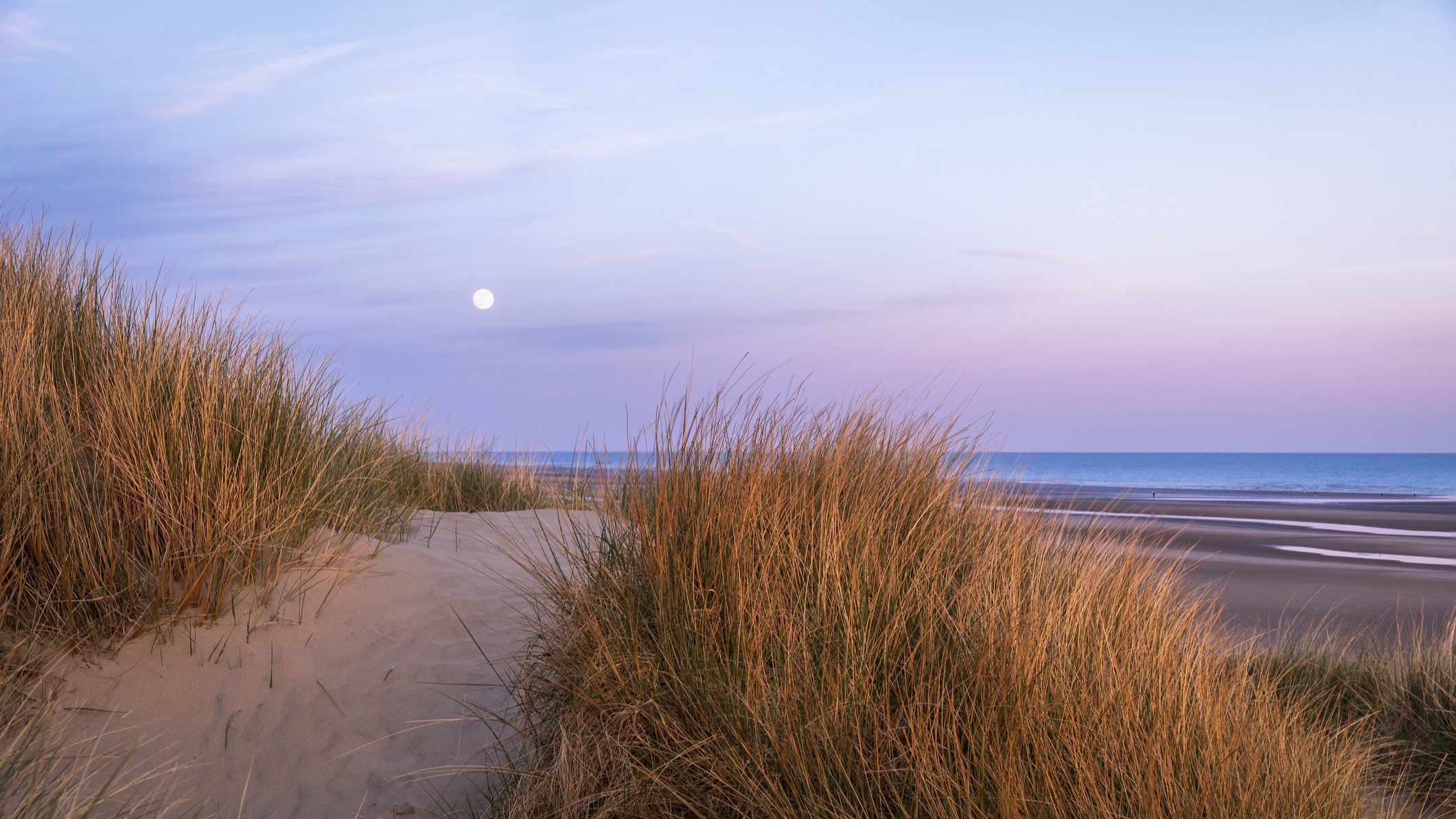 A full moon shines on a dark pink background over the ocean with grass-covered dunes in the foreground.