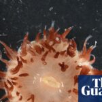 Deep-water discoveries: scientists find more than 110 species of fish and invertebrates in the Coral Sea