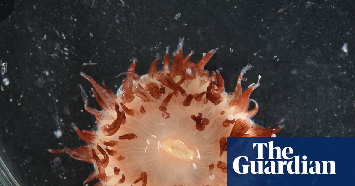 Deep-water discoveries: scientists find more than 110 species of fish and invertebrates in the Coral Sea