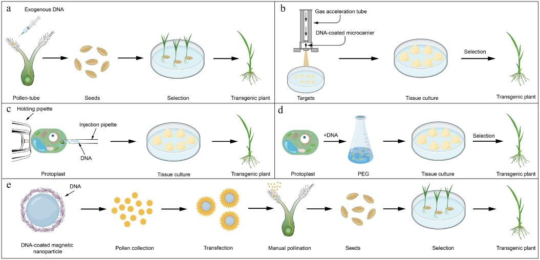 Plant Genetic Engineering Drives Next Era of Crop Innovation | Newswise