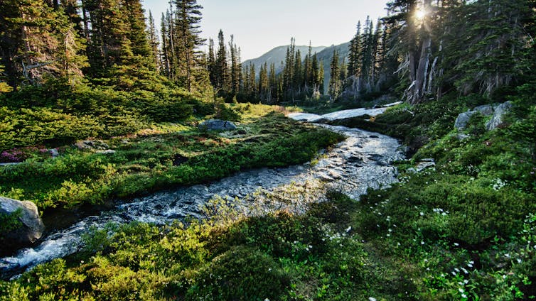 a stream flowing through the forest