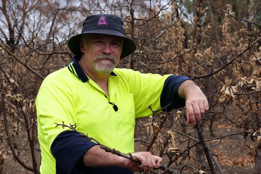 A man in a hat and hi-vis shirt among the burnt apple trees.