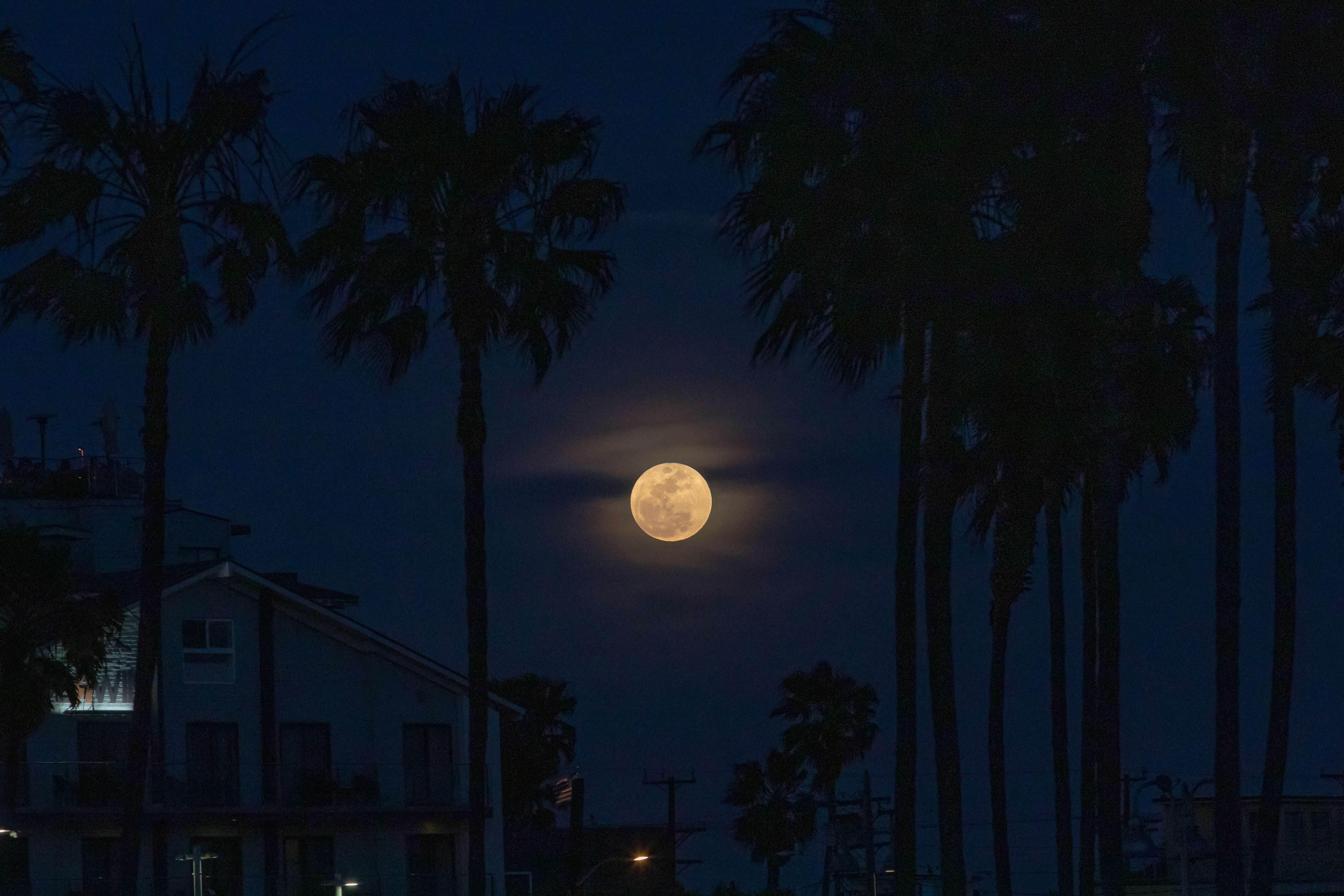 A full yellow moon shines low at night, surrounded by palm trees.