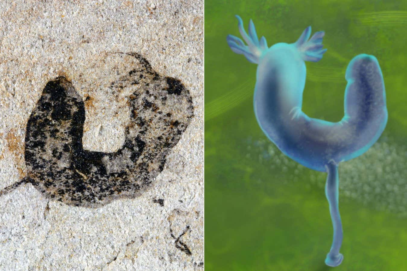 A deuterostome cambroernid fossil from the Jiangchuan Biota (~554-539 million years old) and artist's reconstruction, scale bar: 2mm.