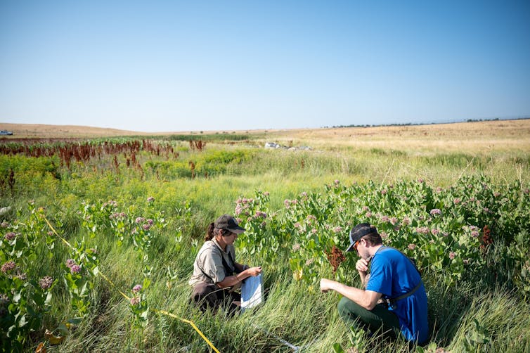 Two people taking notes in a field of wildflowers.