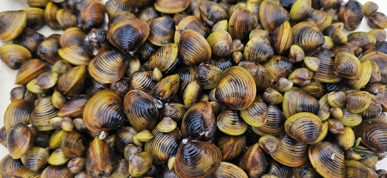 A close-up photo of an invasive golden clam