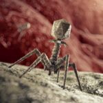 Bacteriophage Virus that attacks Bacterium