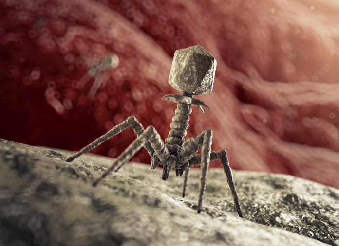 Bacteriophage Virus that attacks Bacterium