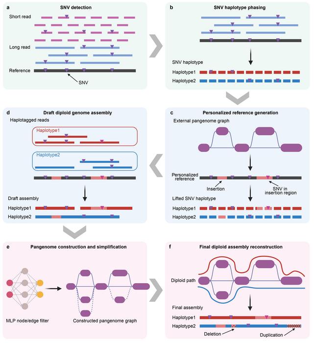 Proactive genome assembly (PIGA) with pangenome knowledge