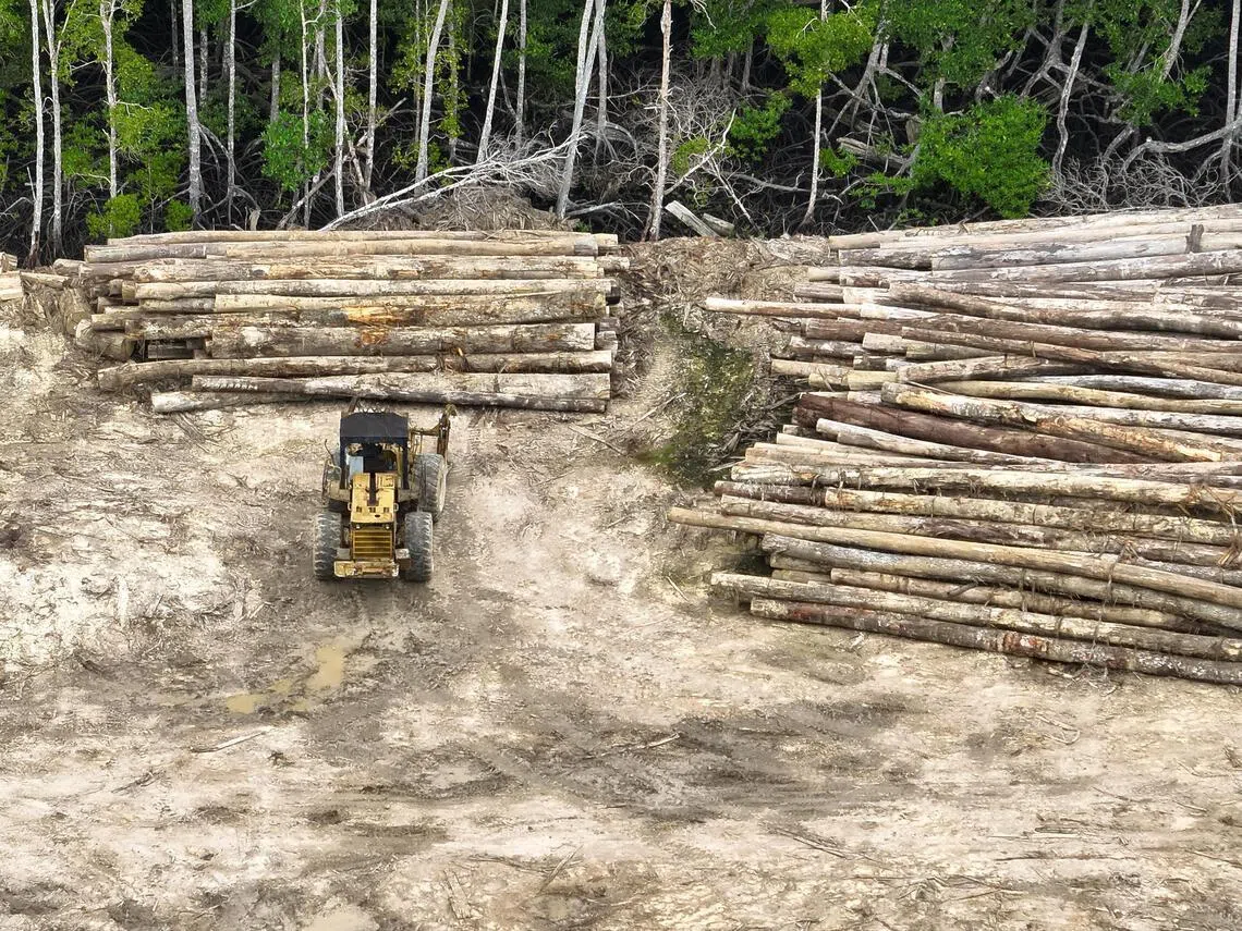 More than half of the deforestation in Indonesia by 2025 was illegal logging, including in Berau, East Kalimantan province.
