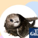 'Lights bring joy!' Why these beautiful birds need our help - and 10 ways to give it