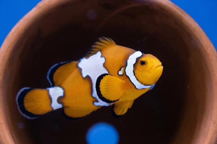 Snowflake clownfish