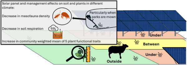 Solar parks change soil diversity, vegetation characteristics