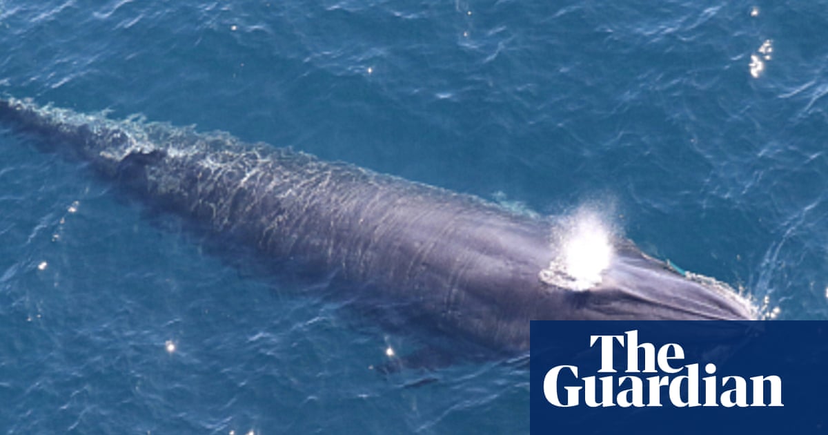 The 'God squad' has lifted the endangered species law to allow the US to drill in the Gulf of Mexico