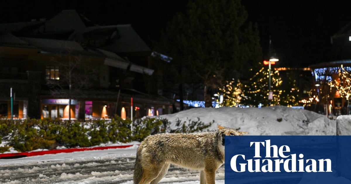 Wily coyote? Urban canines take more risks than rural ones, research finds