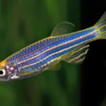 Zebrafish reveal new insights into the biology of autism